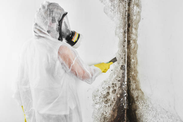 Best Certified Mold Removal  in Redwater, TX