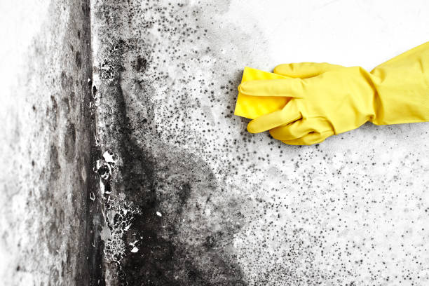 Best Mold Remediation  in Redwater, TX