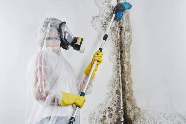 Home Mold Removal in Redwater, TX