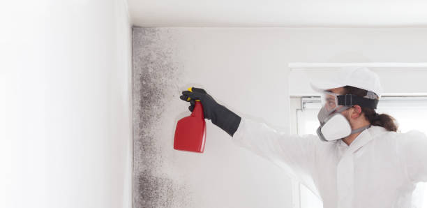Best Local Mold Removal Service  in Redwater, TX