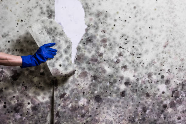 Best Mold Removal Near Me  in Redwater, TX