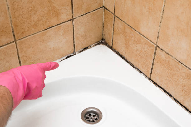Best Office Mold Removal Services  in Redwater, TX